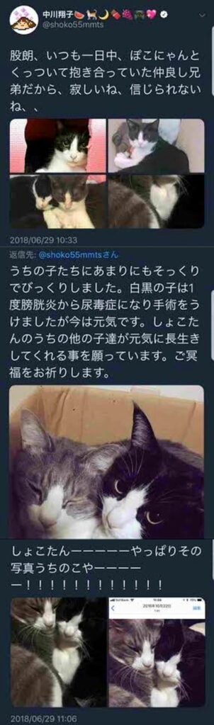 中川翔子 しょこん 猫 うちのこ X