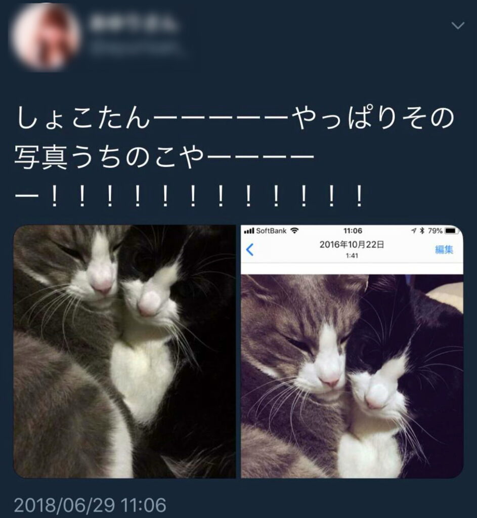 中川翔子 他人猫事件 X